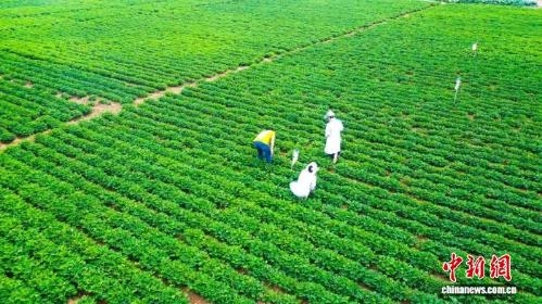 Northeast China county builds 10-billion-yuan peanut industry