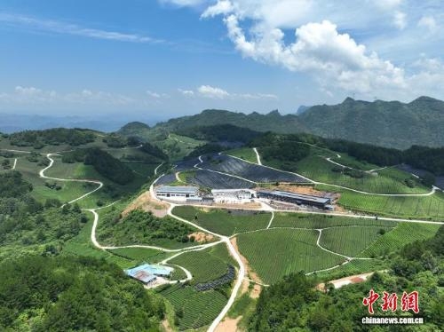 Multi-season harvest boosts tea industry in Guizhou