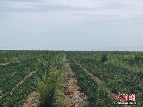 Acid jujube project turns Gobi desert green in Xinjiang