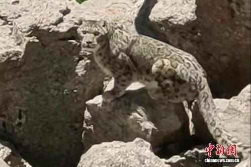 Wild snow leopard recorded for first time in Xining's Huangzhong District