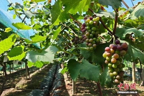 Grape festival boosts rural tourism in East China's Wuxi