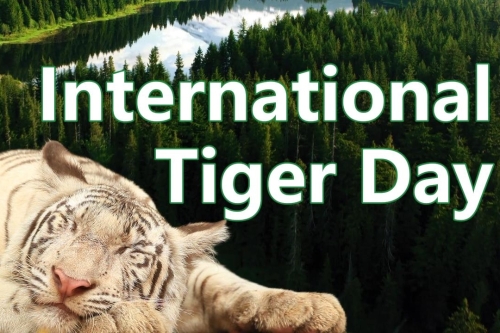 International Tiger Day: Not just awareness—action