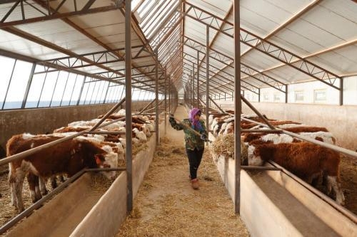 Inner Mongolia FTZ launches cattle and sheep trade alliance