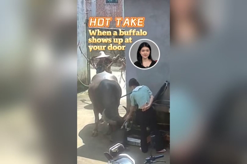 Hot Take | When a buffalo shows up at your door