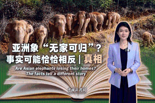 Are Asian elephants losing their homes? The facts tell a different story