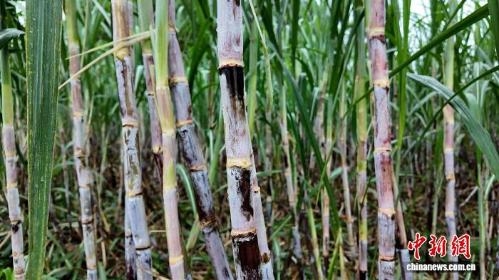 Tech-driven sugarcane farming boosts yields, cuts costs in Guangxi