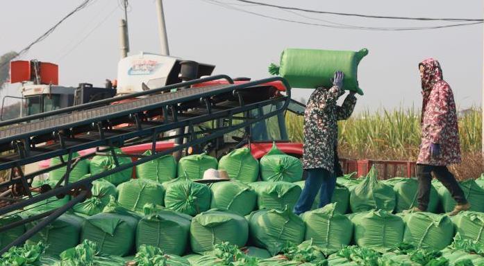 广西柳城县甘蔗叶“变废为宝” 
