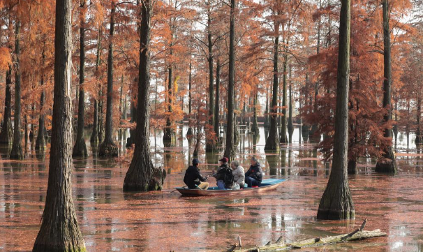 冬日武汉“水上森林”别样红