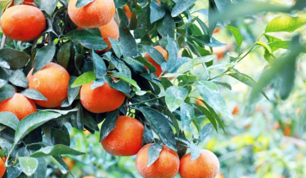 南寧柑橘俏枝頭 鋪就鄉村振興路