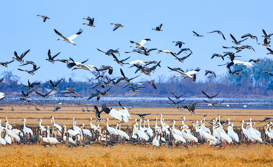 江西余干：鄱阳湖迎越冬候鸟高峰 百鸟群舞绘生态画卷