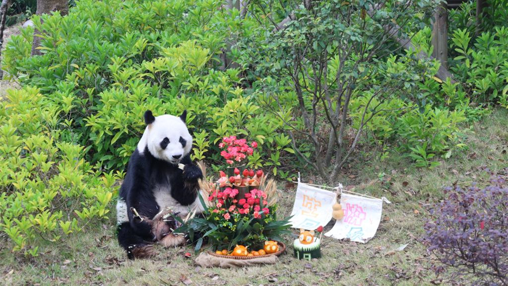  中日“粉丝”齐聚广西为旅日归国大熊猫“明浜”庆生 