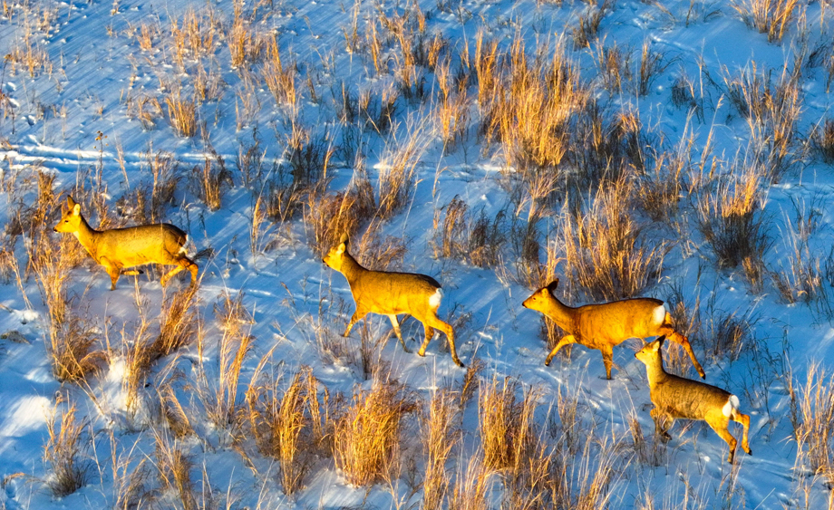 内蒙古兴安盟：野生狍子结伴现身雪原