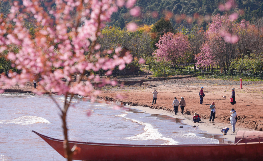 云南玉溪：游客抚仙湖畔赏冬樱