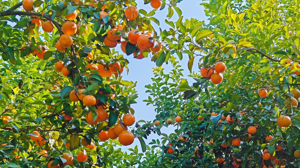  3种天然“散结节”食物 可能就在你家餐桌上