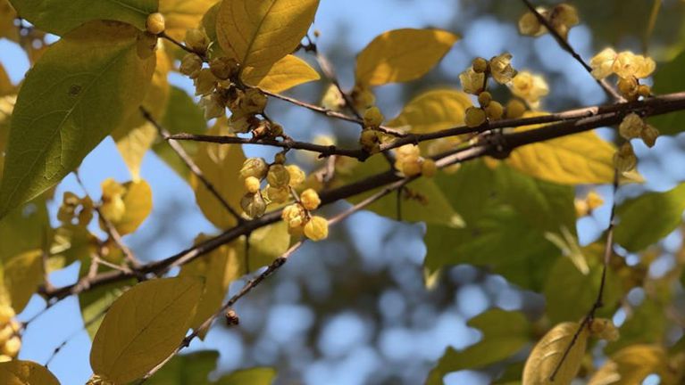 蓉城蜡梅傲寒盛放 引游人打卡“金色浪漫”