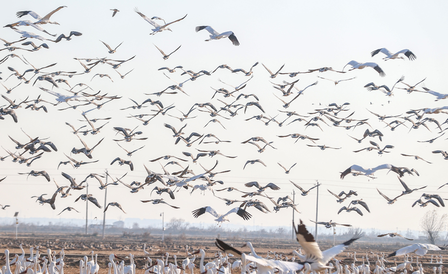 江西余干：鄱阳湖畔越冬候鸟翔集 群鸟共舞绘就生态画卷
