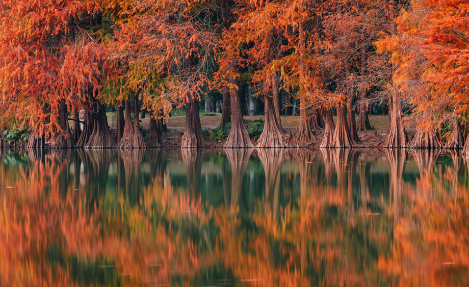 广州：华南植物园落羽杉进入最佳观赏期 宛如冬日限定油画