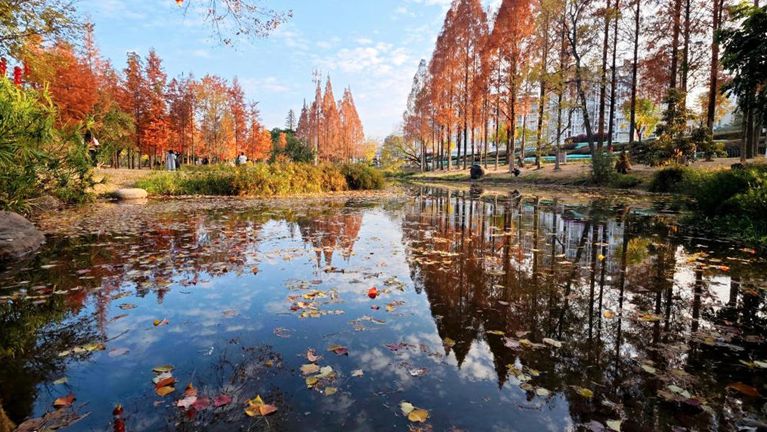 福州：水杉林披“红装”成打卡热点