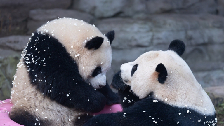 重庆：大熊猫“奇三妹”母女欢快玩木屑 变身“芝麻汤圆”