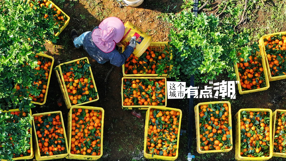 【這個(gè)城市有點(diǎn)潮】南寧：跟冬天的“甜度擔(dān)當(dāng)”組個(gè)“橘”吧！