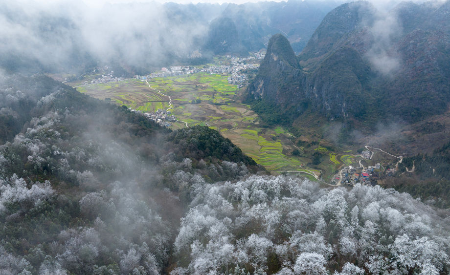 广西田林山区雾凇上线 宛如冰雪童话世界