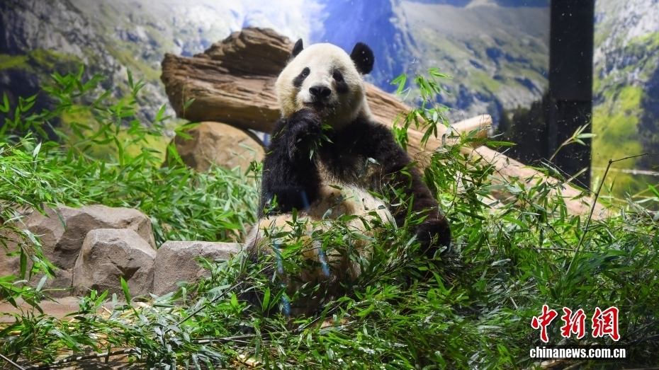 旅日大熊猫“晓晓”和“蕾蕾”将于1月27日返回中国