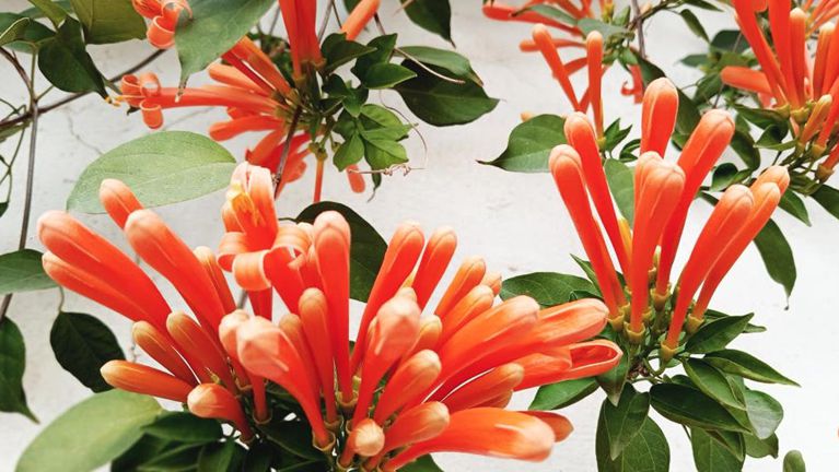 广西南宁：炮仗花开映街巷