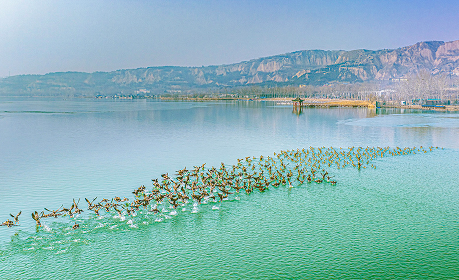 山西運(yùn)城：黃河濕地成群候鳥翩躚起舞 繪就美麗生態(tài)畫卷