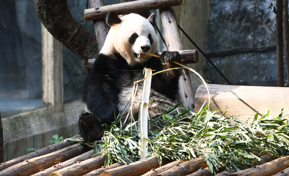 重慶：大熊貓享受春日暖陽(yáng)萌態(tài)十足