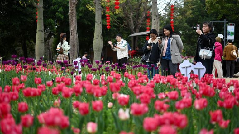 春节假期 福州江滨郁金香绽放迎客