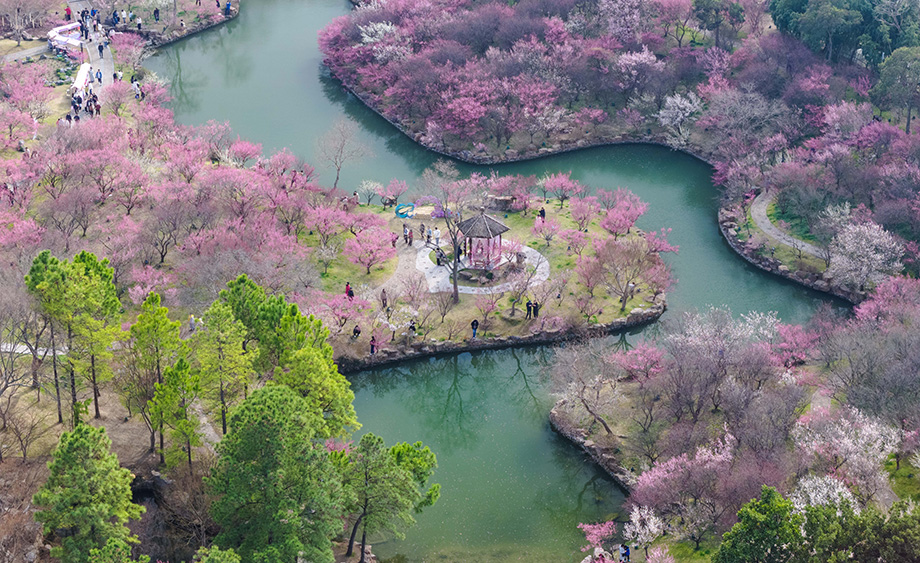 瘦西湖梅花进入盛花期 吸引游客踏春赏花