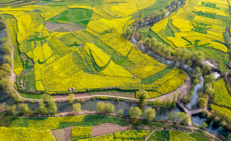 貴州油菜花開田園美