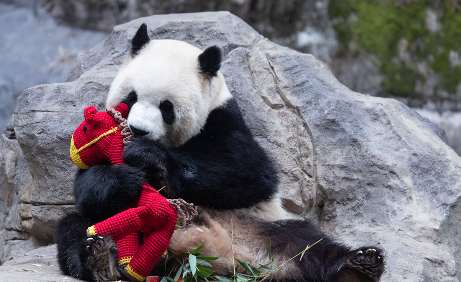 重慶：大熊貓春日萌動 愜意十足