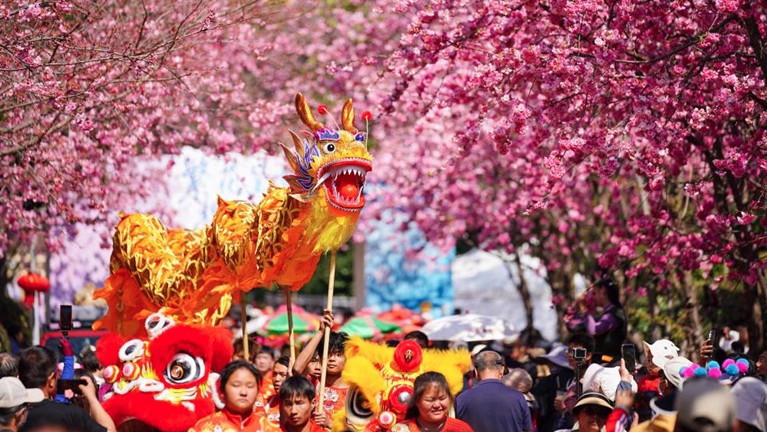 昆明呈贡樱花盛放 吸引民众赏花观演
