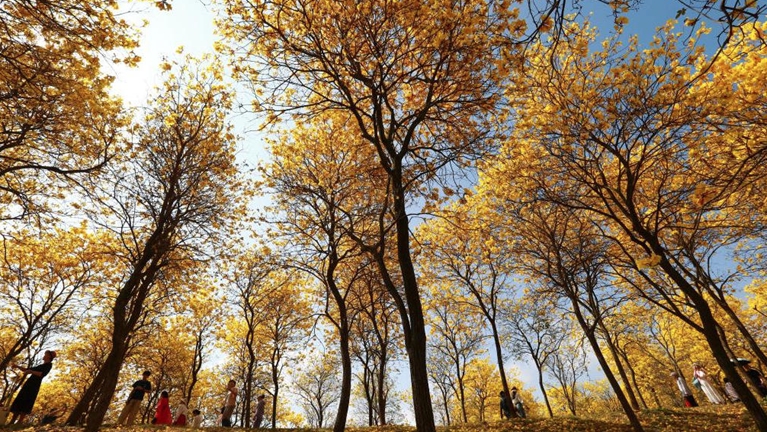 南宁黄花风铃木盛放美如画