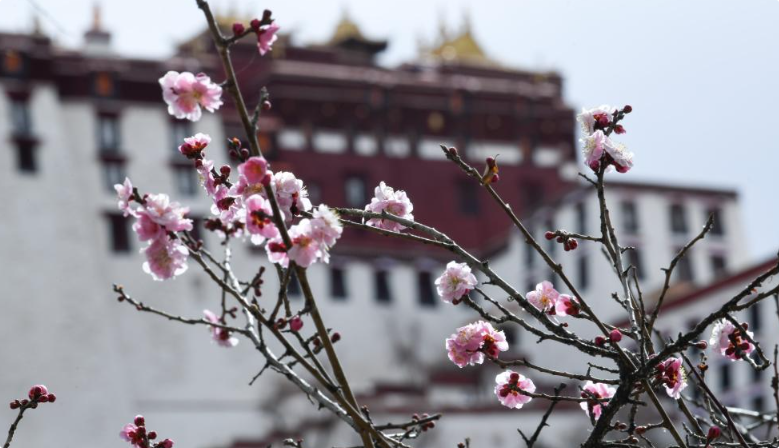 春暖拉萨 古城春意浓