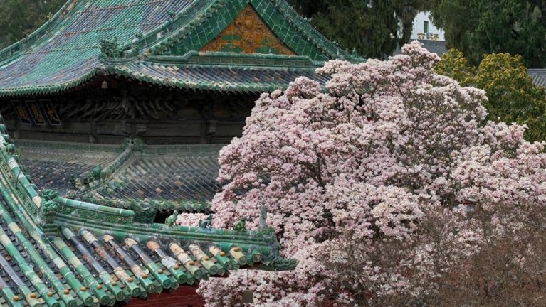 限定春色！四川报恩寺百年玉兰迎来盛花期