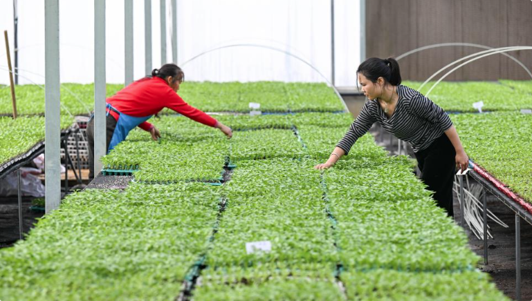 贵州独山：订单育苗助力春耕春种