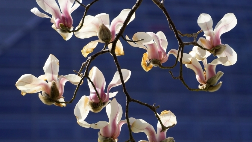 花粉季提前开启 出现这些状况千万别硬扛