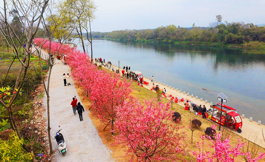 广西桂林：甘棠江畔樱花盛开醉游人