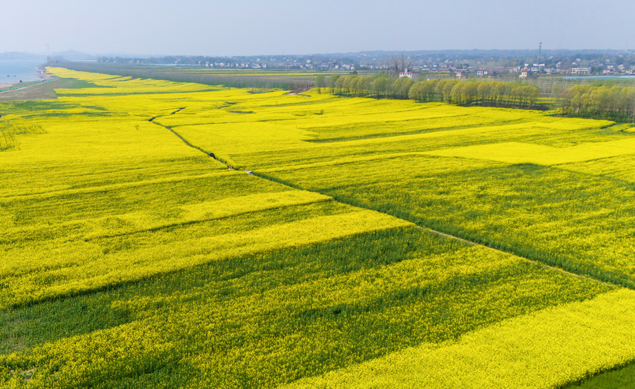 湖北枝江：繁花引客入村来