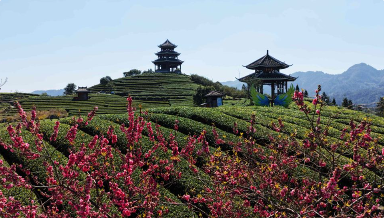 广西三江：春到茶乡采茶忙