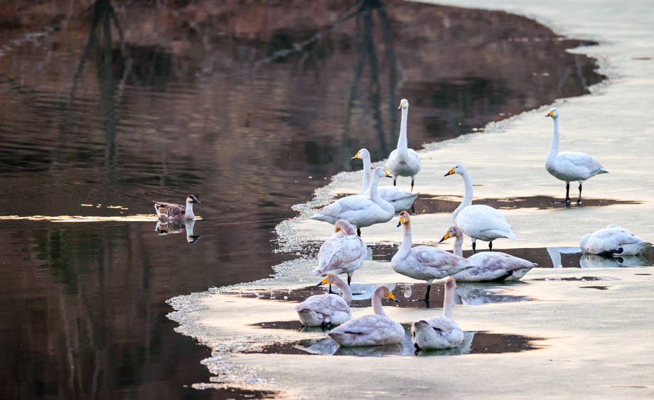 山西晉中：冰雪消融 天鵝翩躚