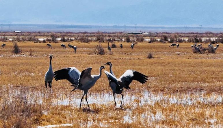 候鸟迁徙季：青海都兰迎来成群灰鹤