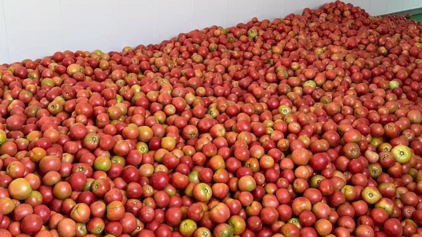 西紅柿為啥不甜 委員熱議吃飽到吃好