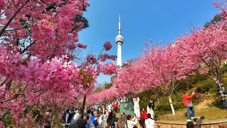 武汉汉阳樱烂漫 游人相约“上春山”