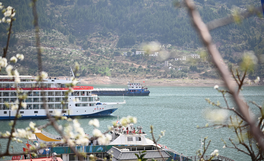重慶巫山30萬畝李花開放 立體呈現(xiàn)三峽春光