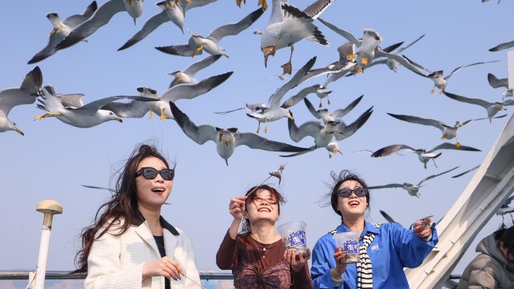 山东荣成海驴岛迎黑尾鸥归巢季 游客环岛观鸥 