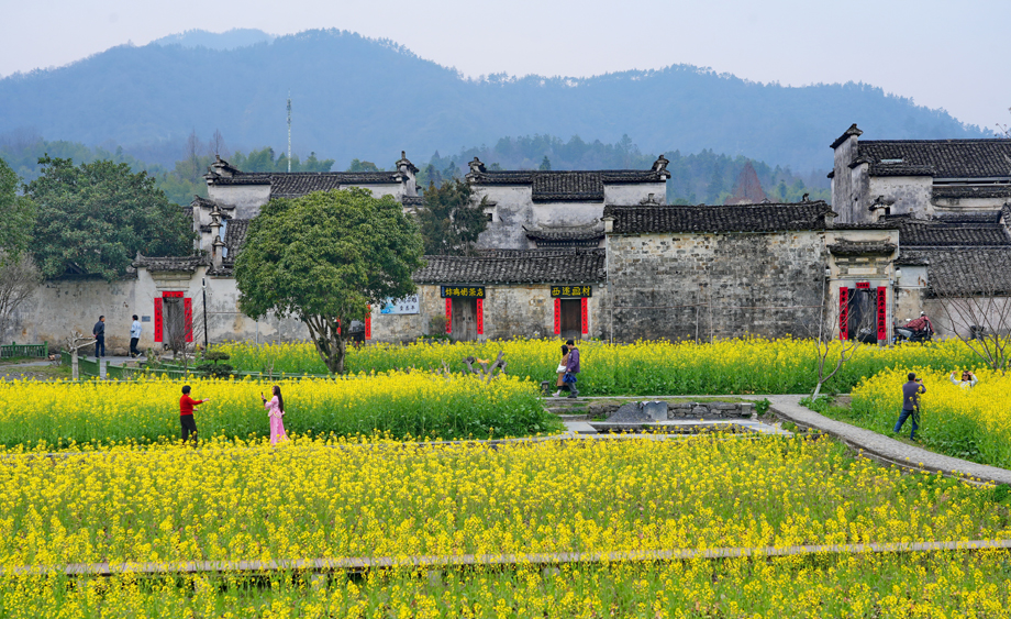 安徽西遞古村油菜花迎春綻放