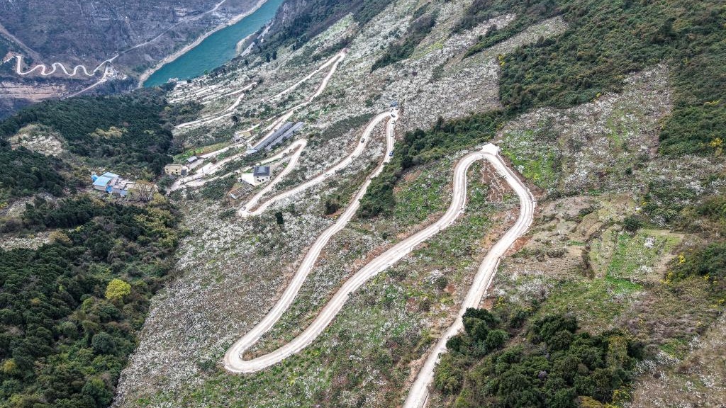 重庆武隆5千余亩李花绽放“染白”山坡 市民乐享好春光 